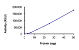 The specific activity of ALK (L1196M G1202R) was determined to be 18 nmol/min/mg as per activity assay protocol, and was equivalent to 28 nmol/min/mg as per radiometric assay.